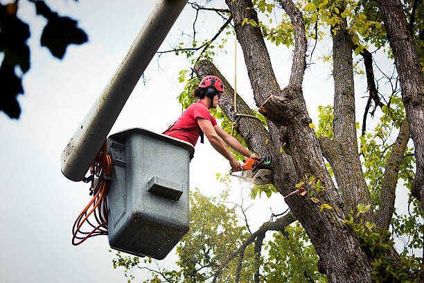 How Our Tree Care Process Works  in Graton, CA